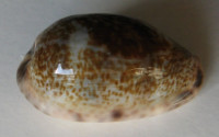 Cypraea vredenburgi , Schilder, 1927